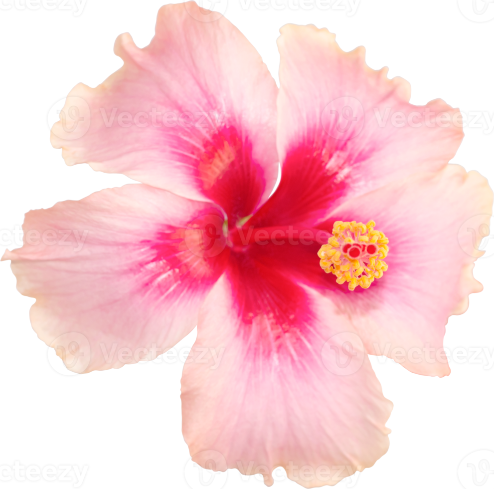 Pink hibiscus flowers blooming on isolated transparency background. Floral object. png