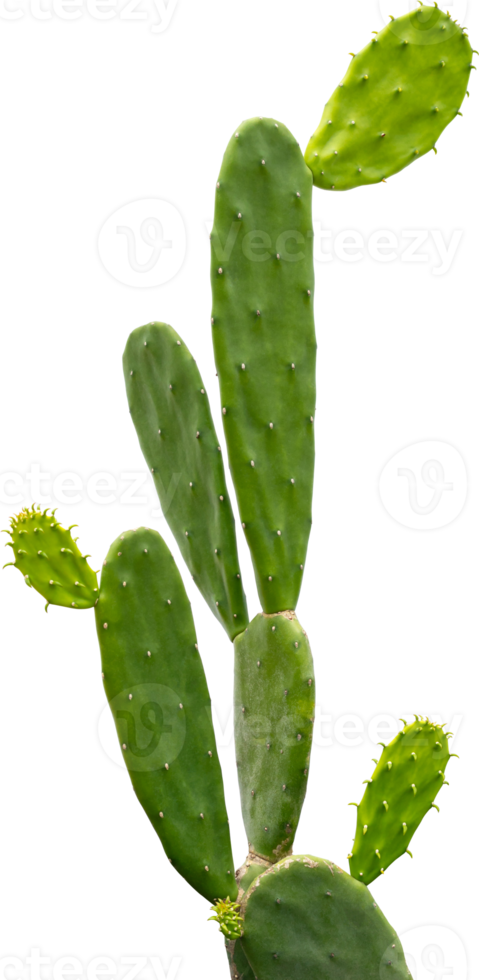 Green Cactus on isolated transparency background. png