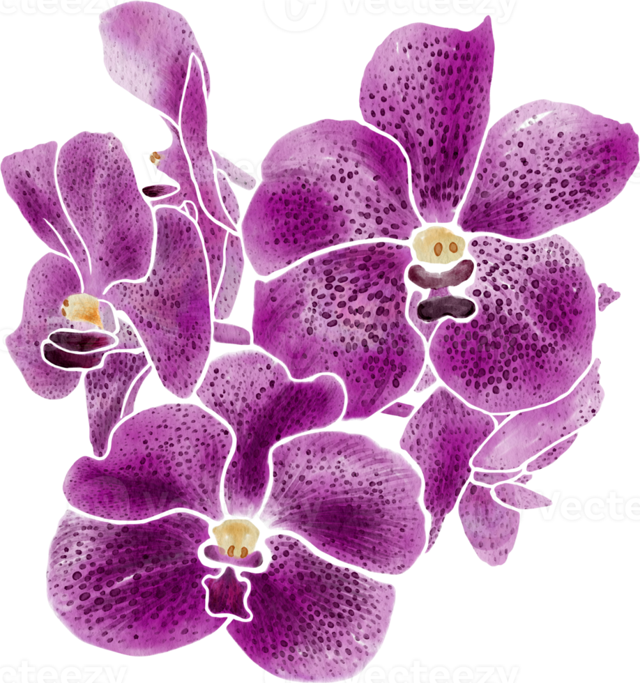 Orchid flowers blooming watercolor hand drawing. png