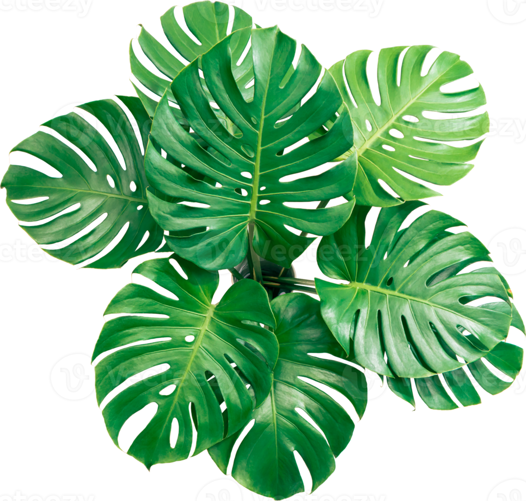 Bush Green Monstera leaf isolated transparency background. Tropical leaves object. png