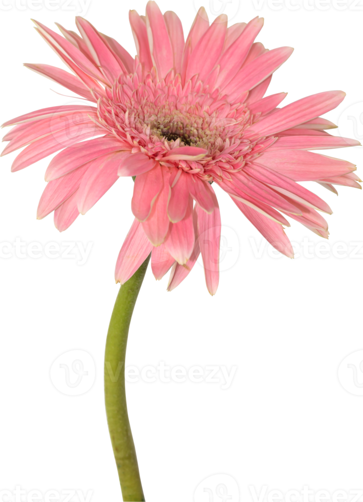 Pink Gerbera flower blooming. png