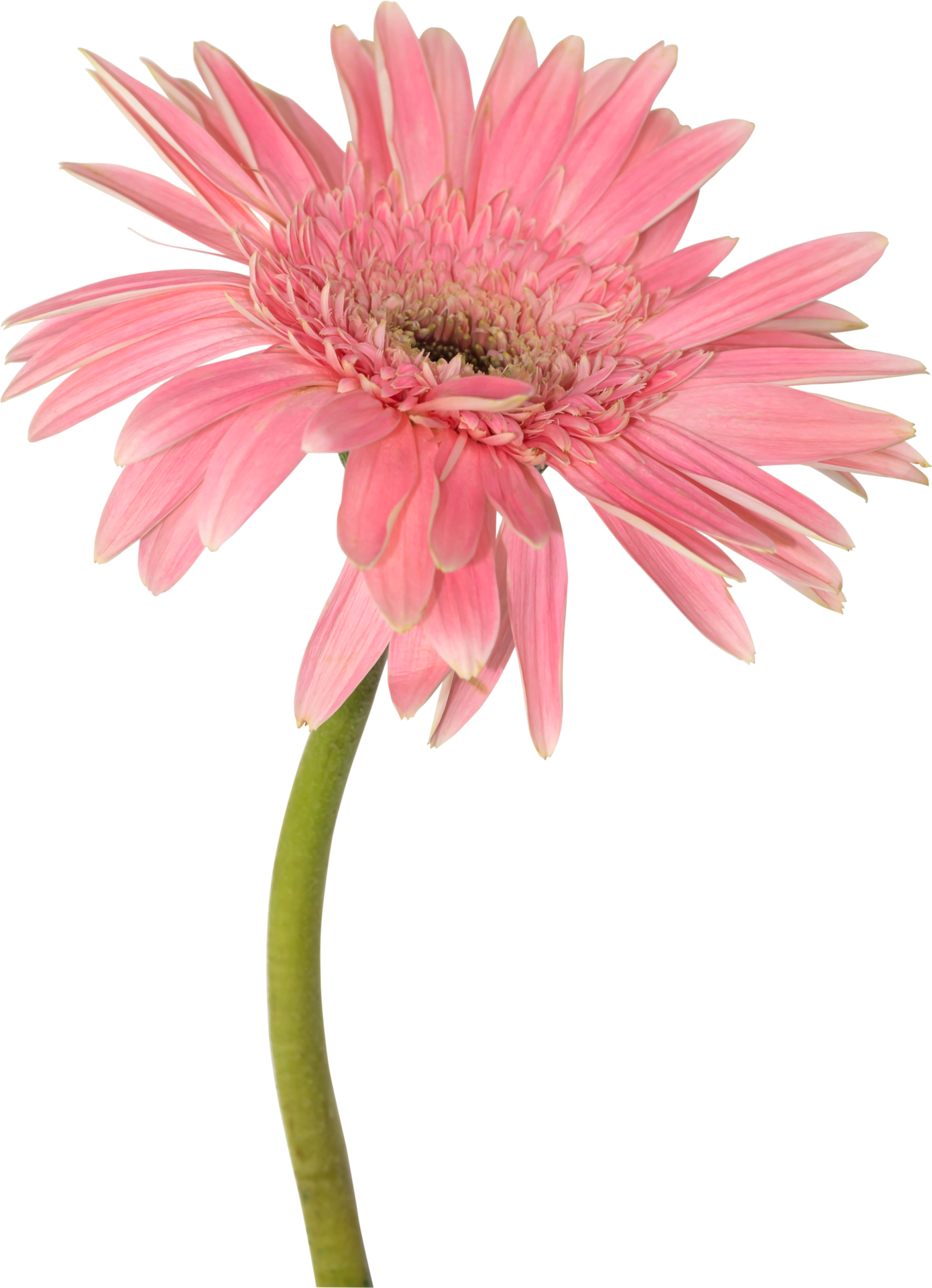 Rosa GerberaBlume blüht. 8848113 PNG