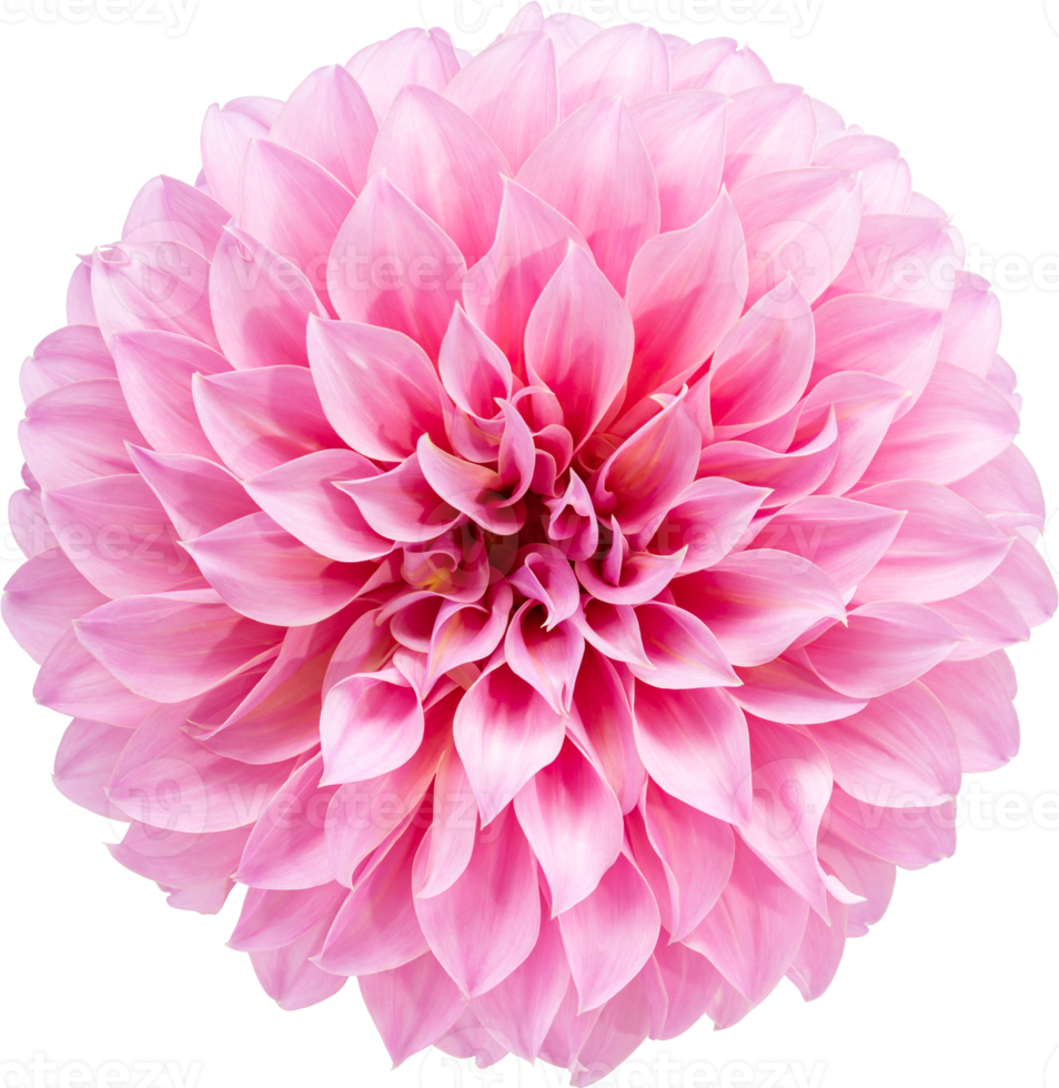 Pink Dahlia flower blooming branches  on isolated white background. png