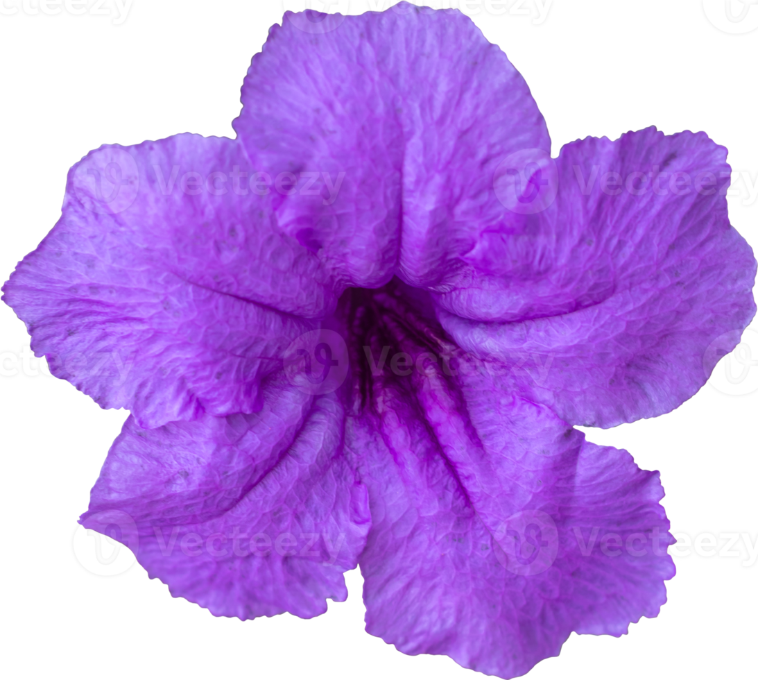 Purple Brittoniana flower blooming. png