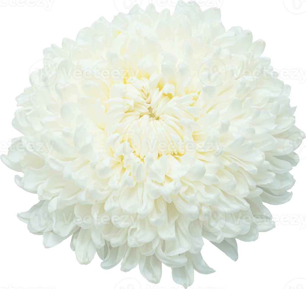 vit krysantemum blomma. png