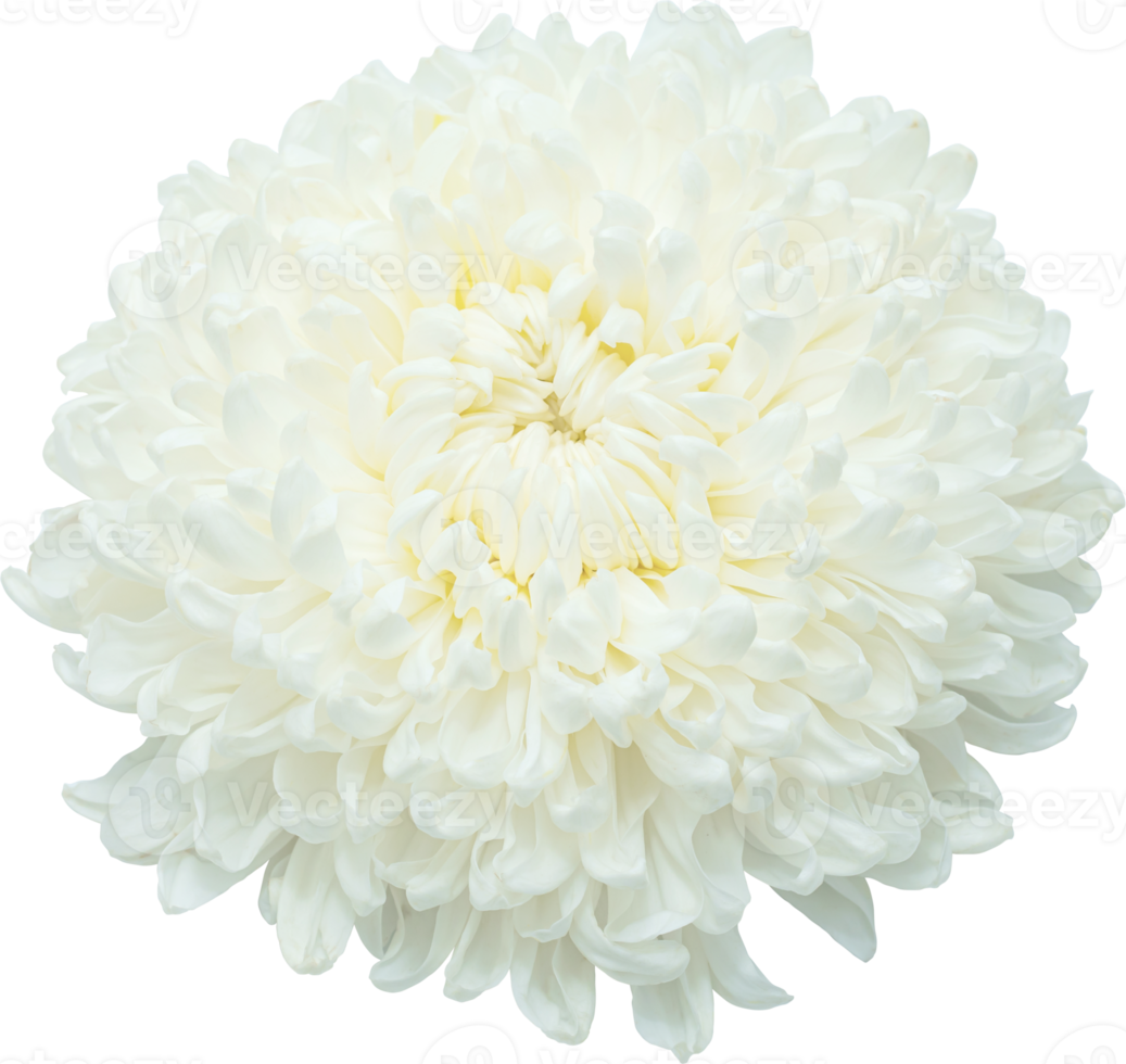 White chrysanthemum flower blooming. png