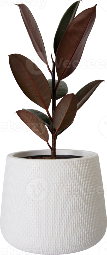 Indian rubber tree in a white pot transparency background. png