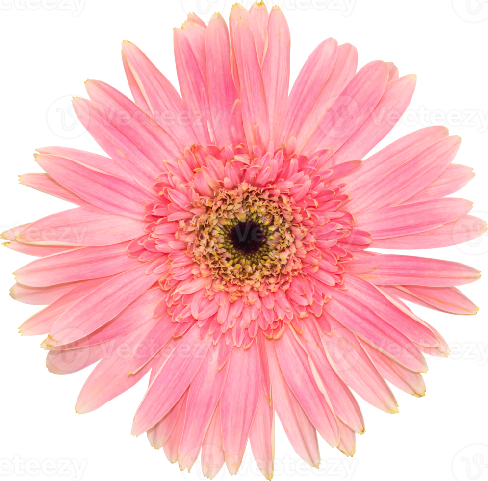 Pink Gerbera flower blooming top view. png