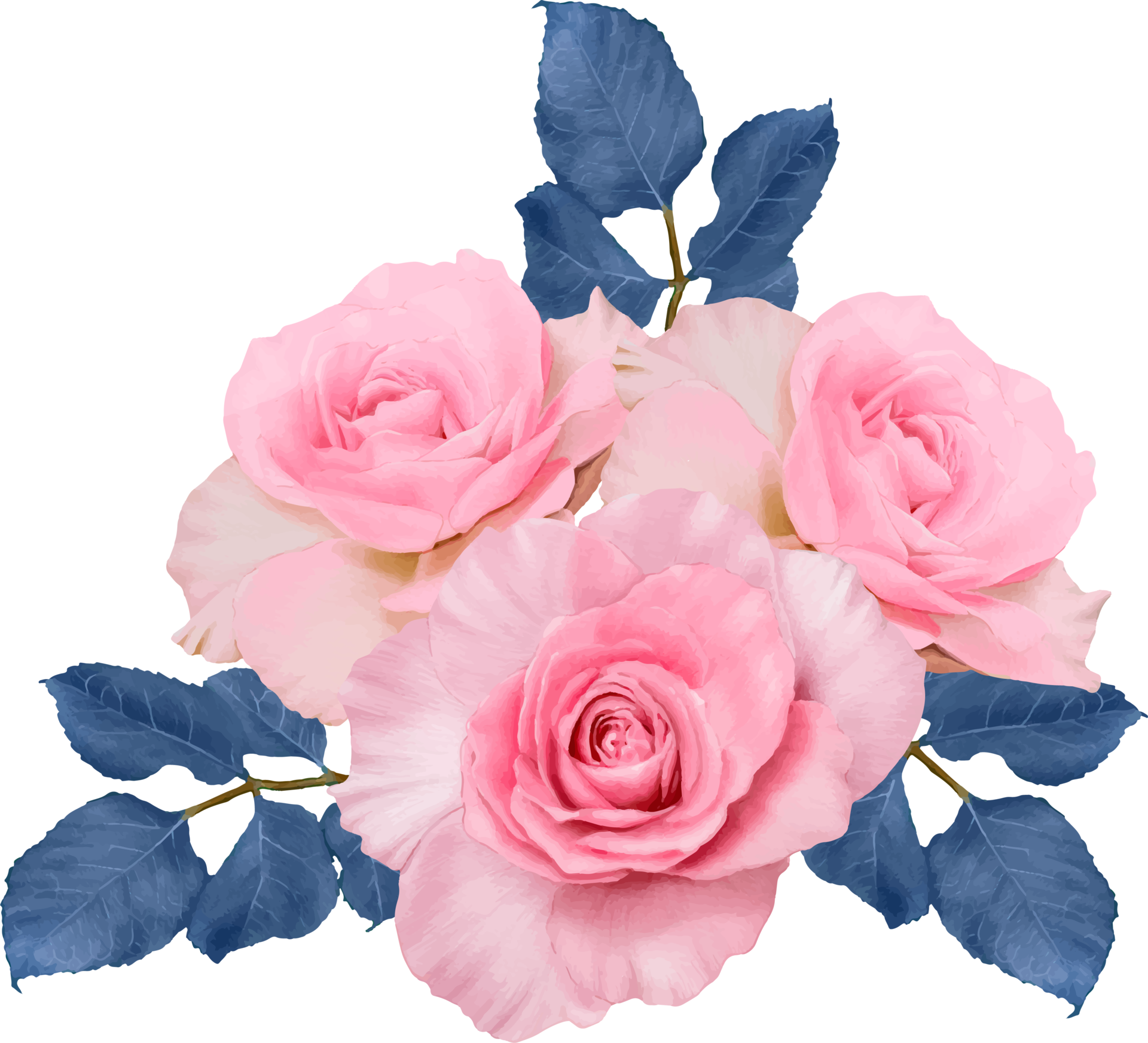 Pink Rose flowers watercolor dranwing transparency background.Floral