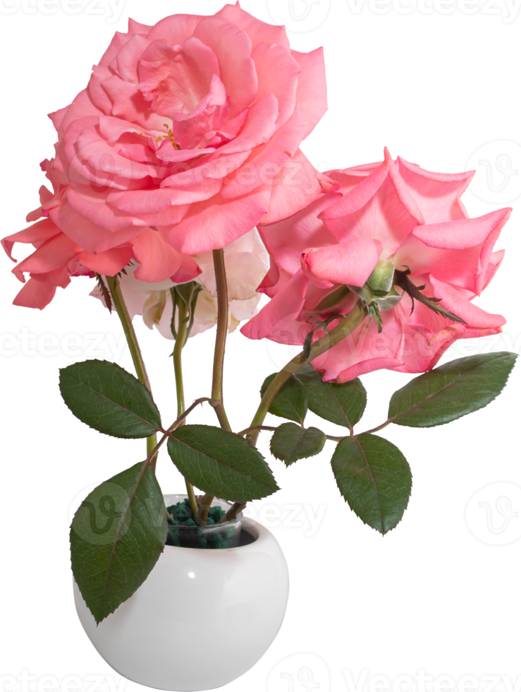 Pink rose flowers in vase transparency background.Floral object. png