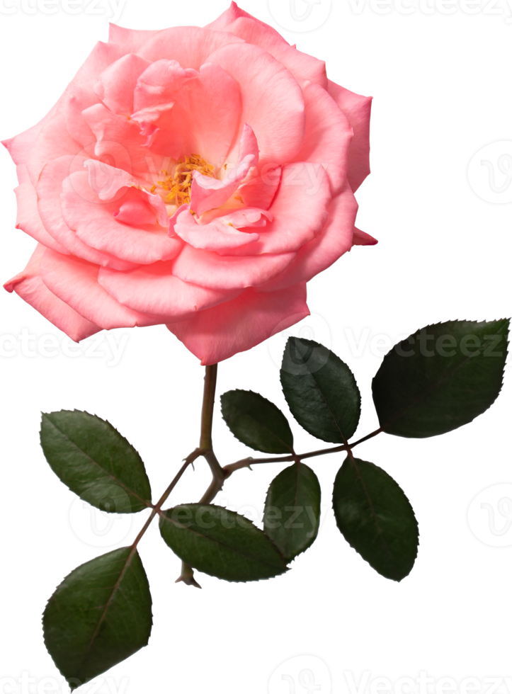 Pink rose flower transparency background. png