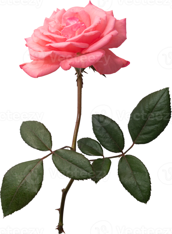 Pink rose flower transparency background. png