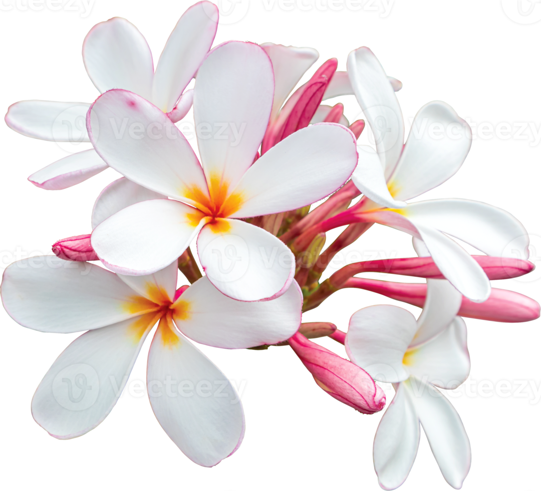 fond de transparence de fleurs de plumeria bouquet blanc-rose. png