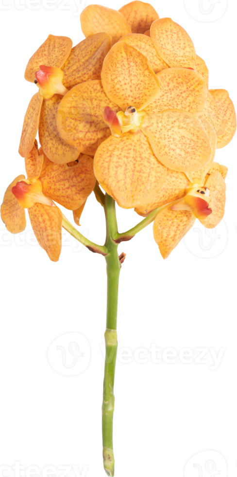 Yellow Orchid flower transparency background.Floral object. png