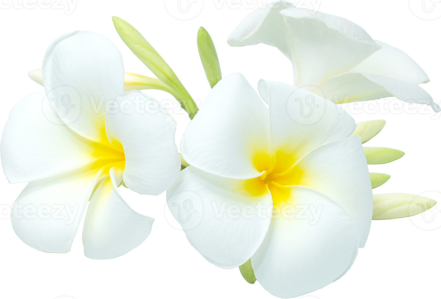 White-yellow bouquet plumeria flowers transparency background. png