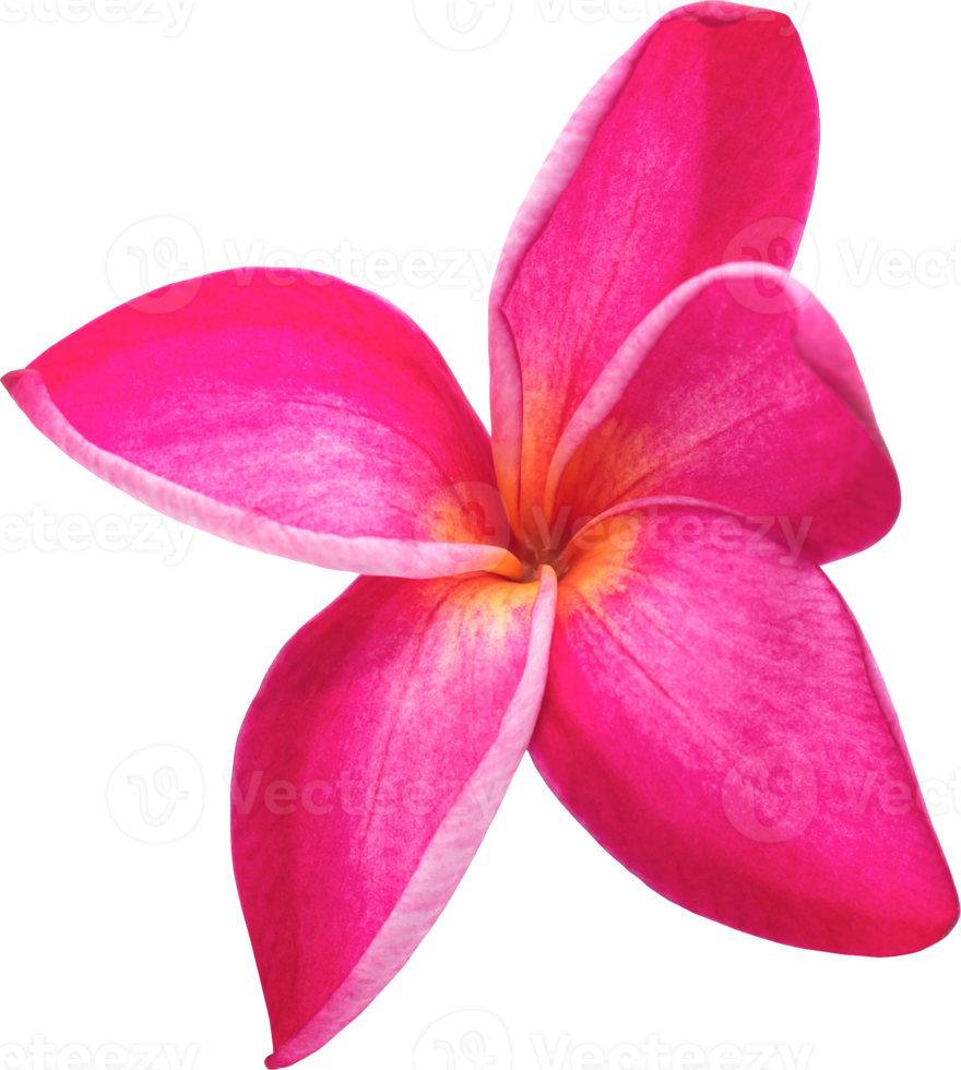 Pink plumeria flowers transparency background.Floral object png
