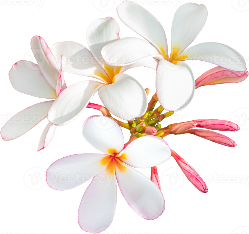 ramo de flores de plumeria blanco-rosa sobre fondo de transparencia aislado. png