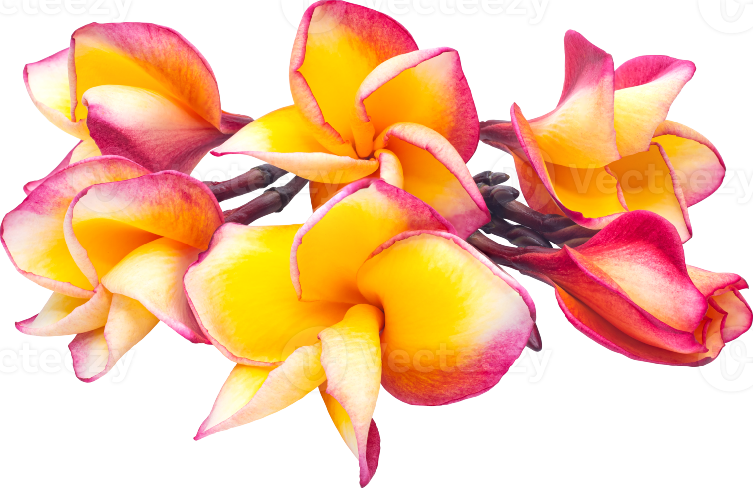 Yellow-pink bouquet plumeria flowers transparency background.Floral object png