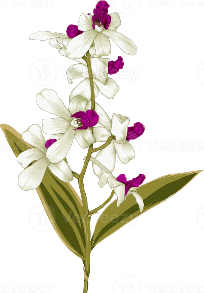 Bouquet Orchid flower drawing transparency background.Floral object. png