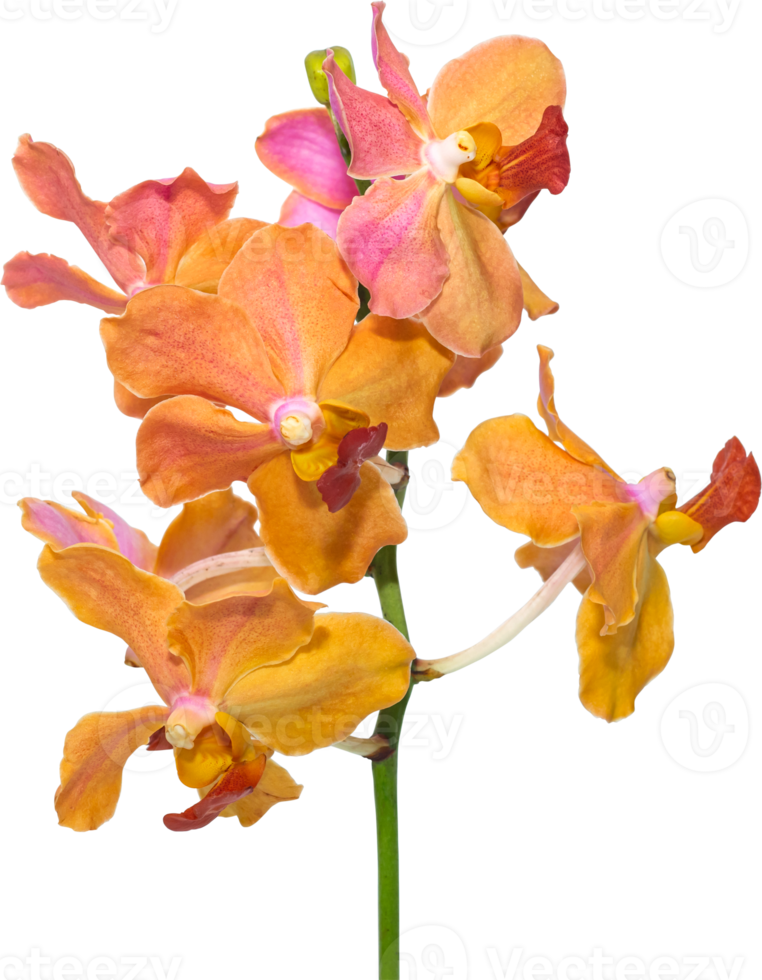 Bouquet Pink-Orange Orchid flowers on isolated transparency background.Floral object. png