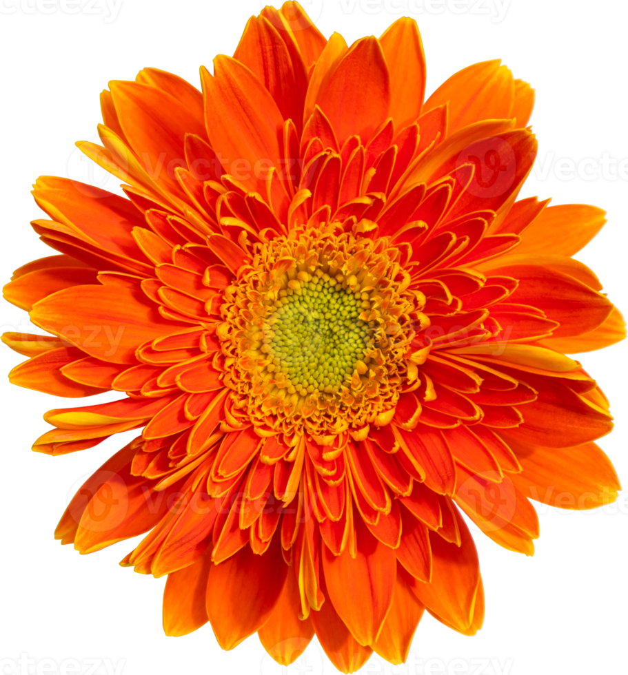 fundo de transaparência de flor gerbera. png