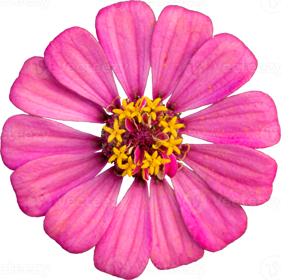 rosa zinnia blomma isoleat transparens bakgrund. png