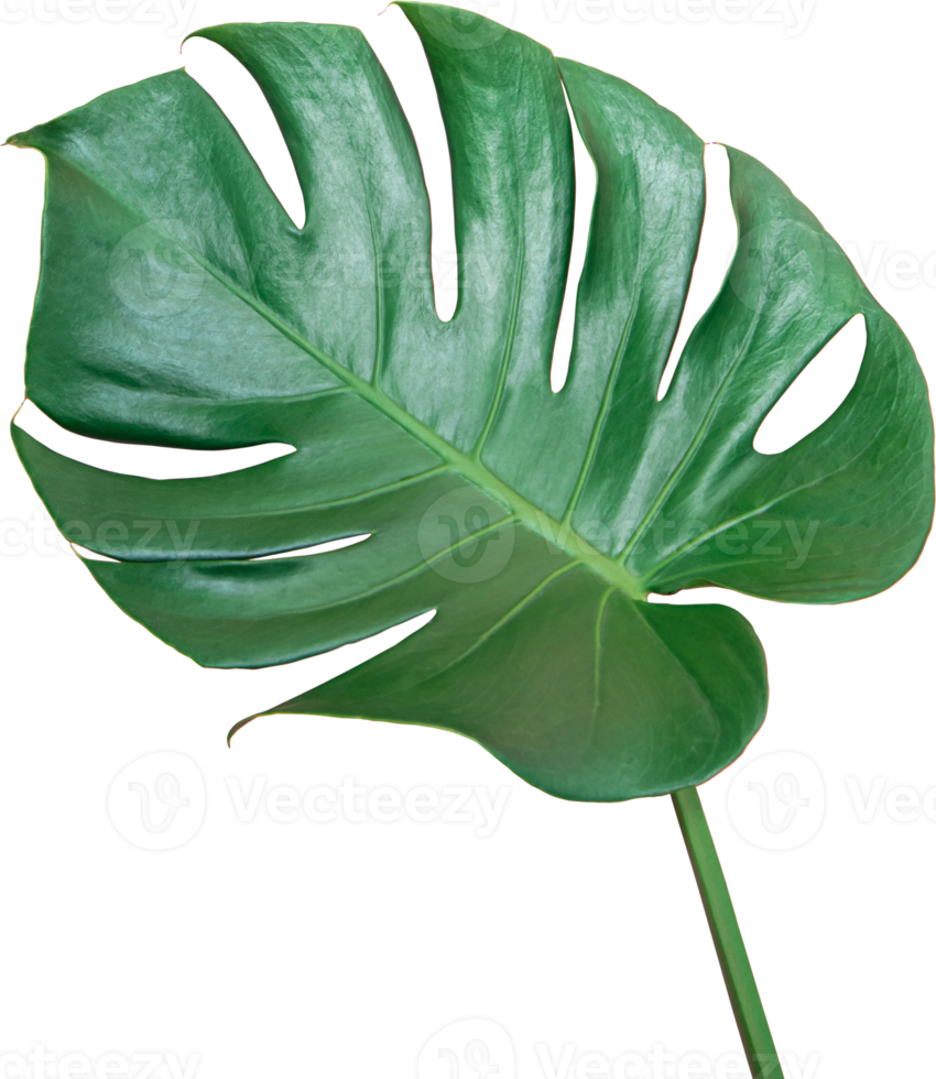 Green Monstera leaf isolated transparency background. Tropical leaves object png