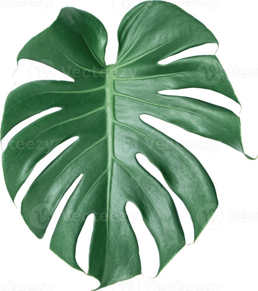 Green Monstera leaf on isolated transparency background. Tropical leaves object png