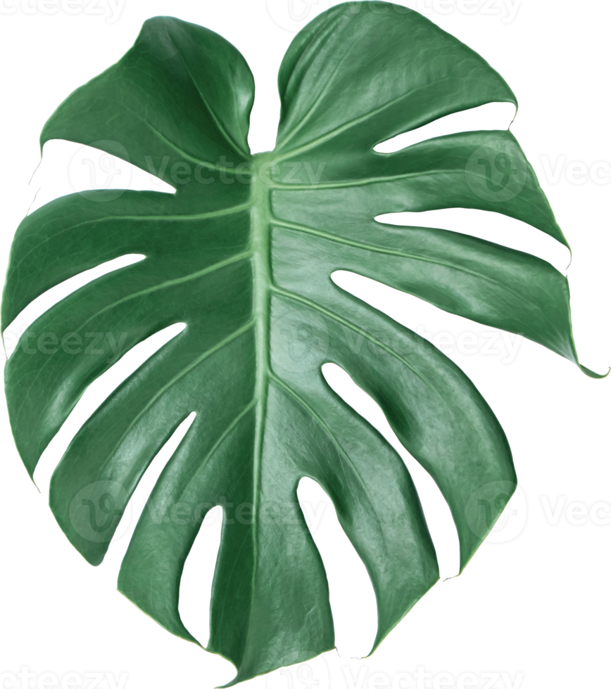 foglia verde di monstera su sfondo trasparente isolato. oggetto foglie tropicali png