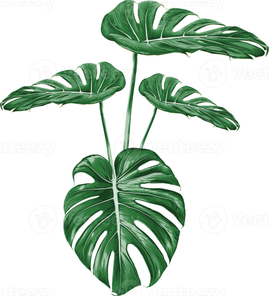 folha de monstera verde desenho em fundo de transparência isolado objeto de folhas tropicais png