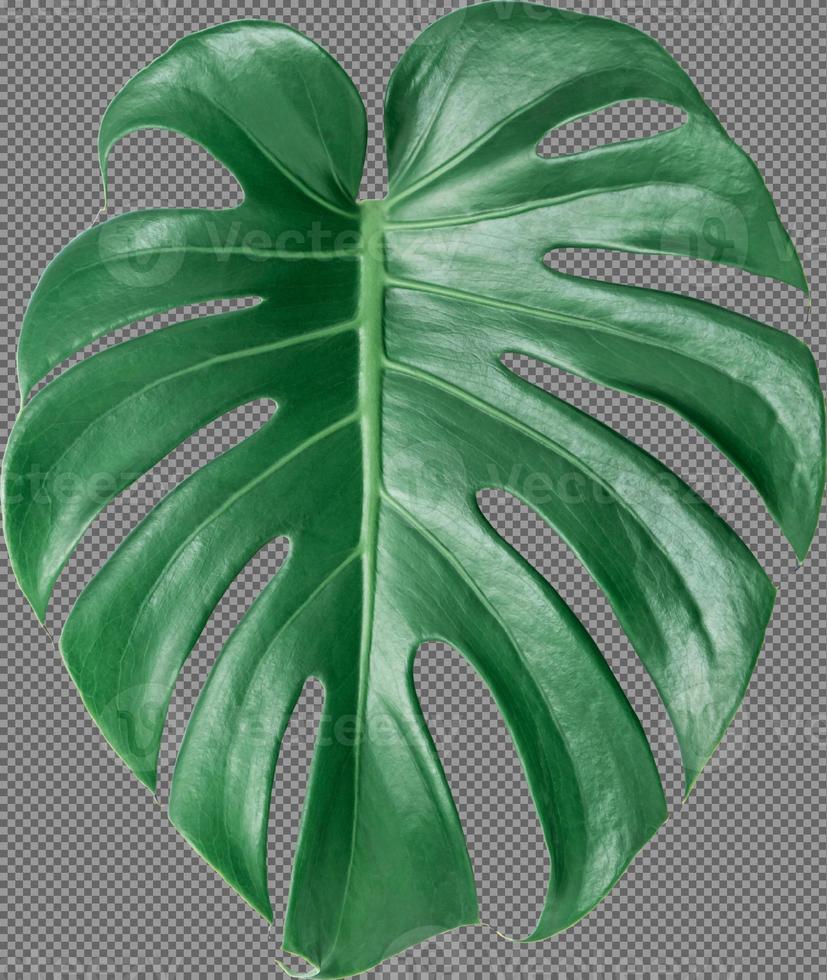 Green Monstera leaf on isolated transparency background.Tropical leaves object png