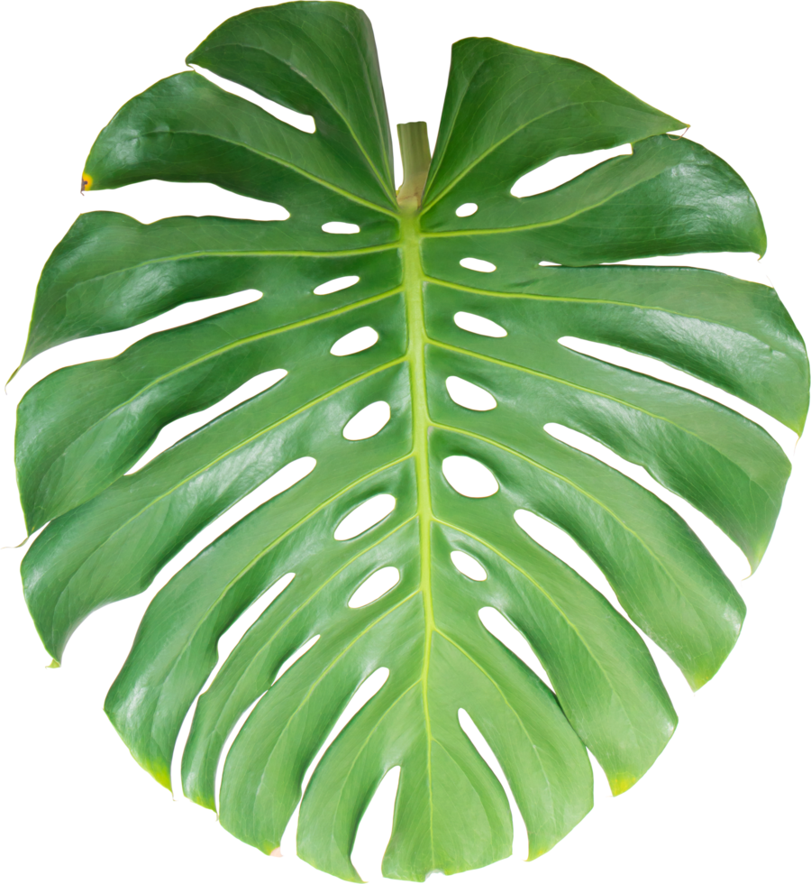 Green Monstera leaf on isolated transparency background.Tropical leaves object png