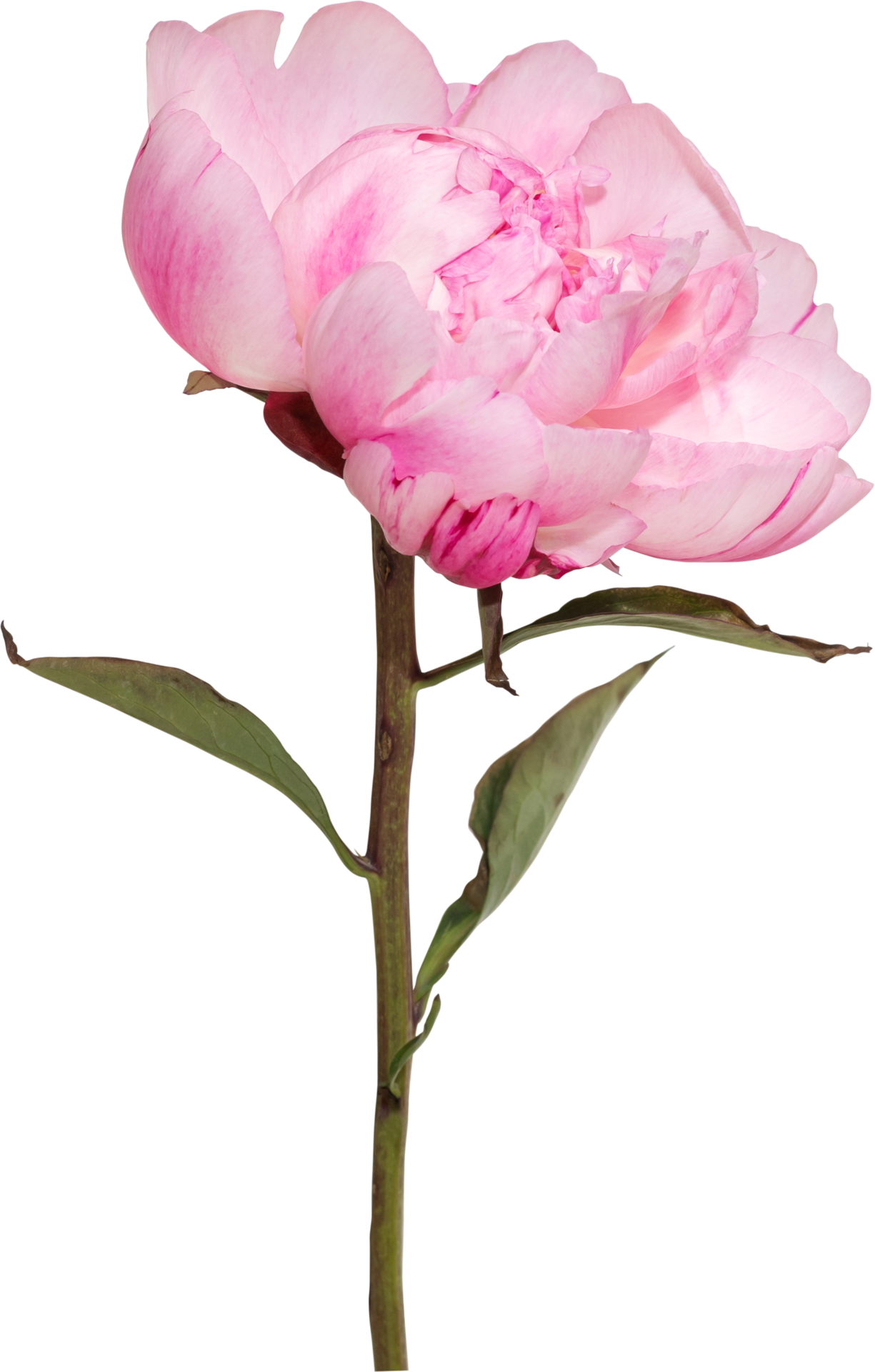 Pink Peony flower transparency background.Floral object. 8848164 PNG