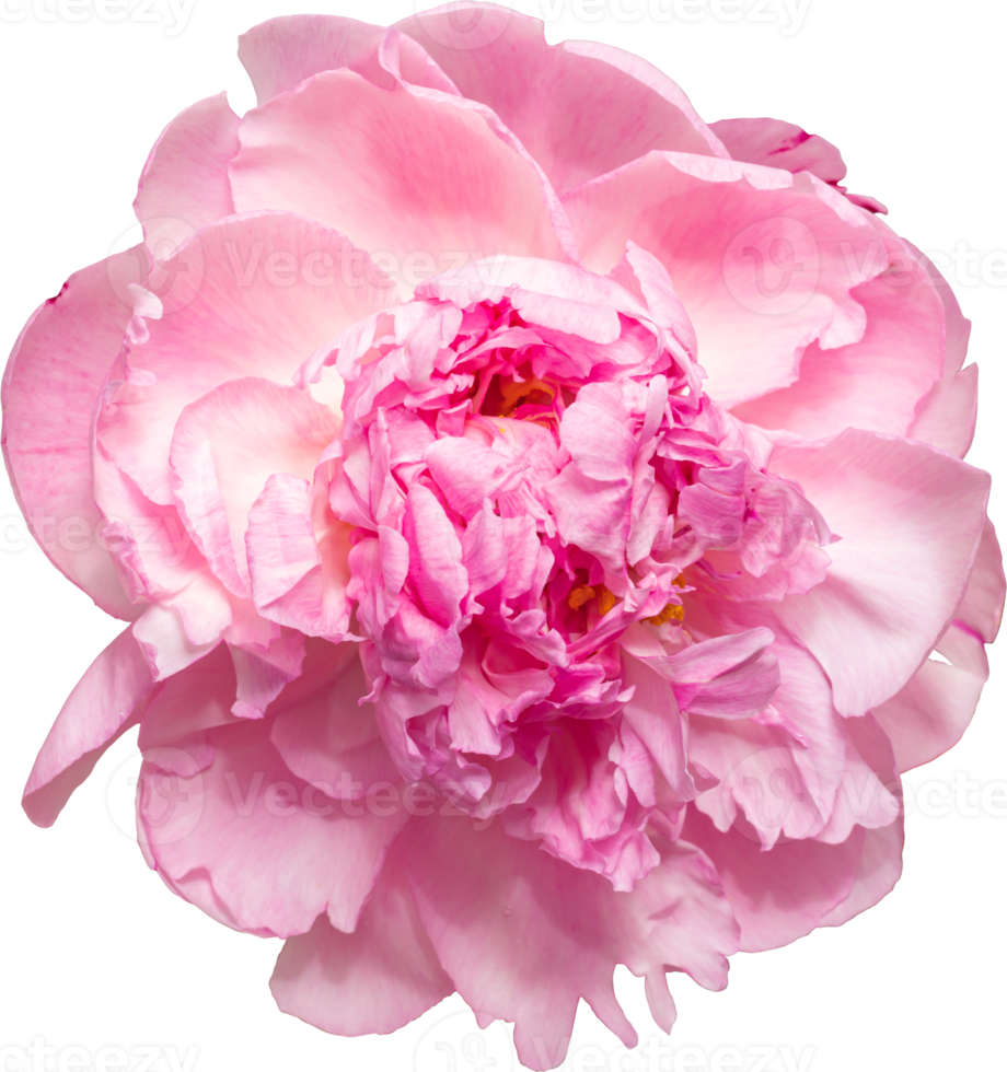 rosa pionblomma genomskinlighet bakgrund. blommigt föremål. png