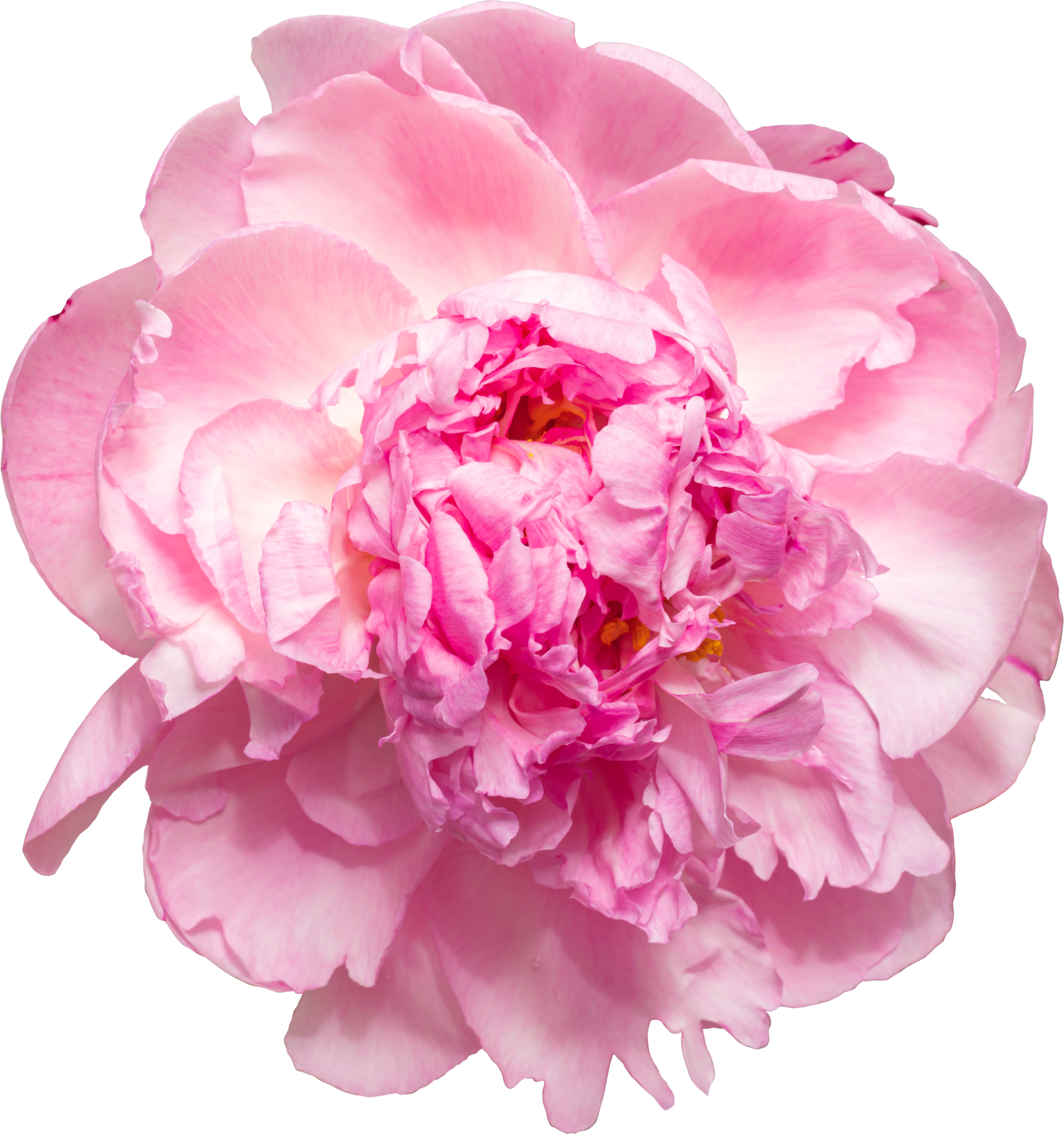 Free Pink Peony flower transparency background. Floral object. 8848165 PNG  with Transparent Background