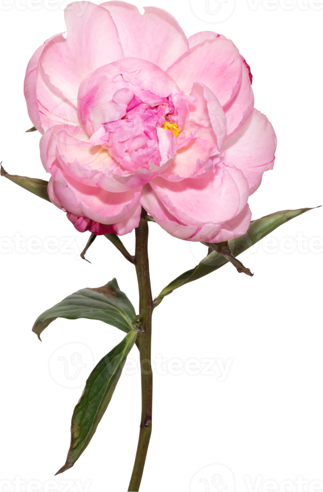 Fondo de transparencia de flor de peonía rosa. Objeto floral. png