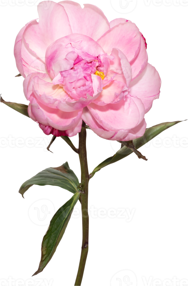 Pink Peony flower transparency background.Floral object. png