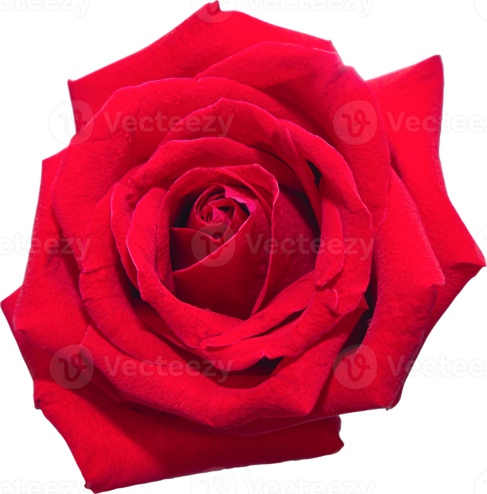 Red rose flowers on isolated transparency background.Floral object. png