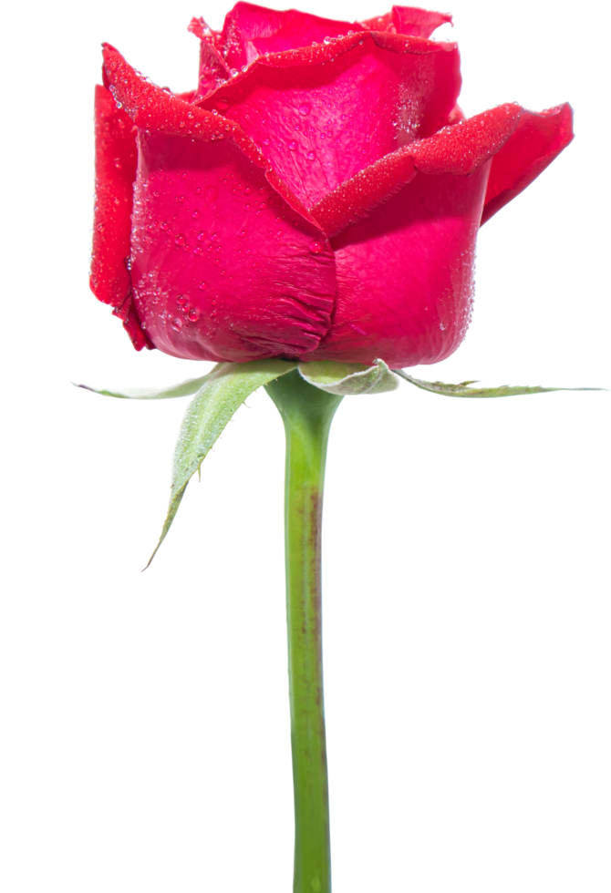 Red rose flowers on isolated transparency background.Floral object. png