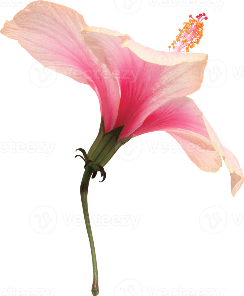 Pink hibiscus flowers blooming on isolated transparency background. Floral object. png