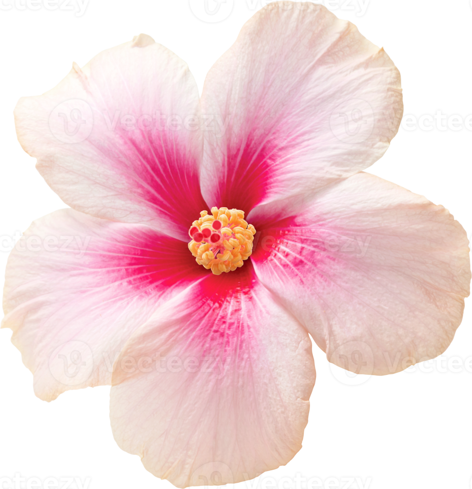 Pink hibiscus flower blooming on isolated transparency background. Floral object. png