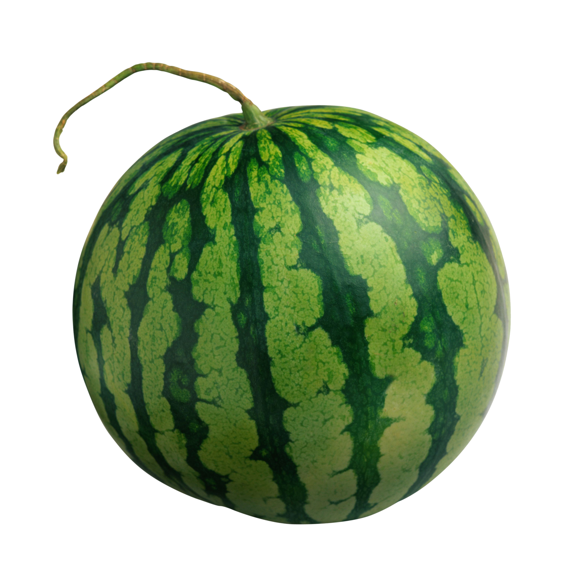 Арбуз по татарски. Арбуз кэрролл f1. Загадка про арбуз для детей 6-7 лет. Арбуз это ягода. Ослиный арбуз.