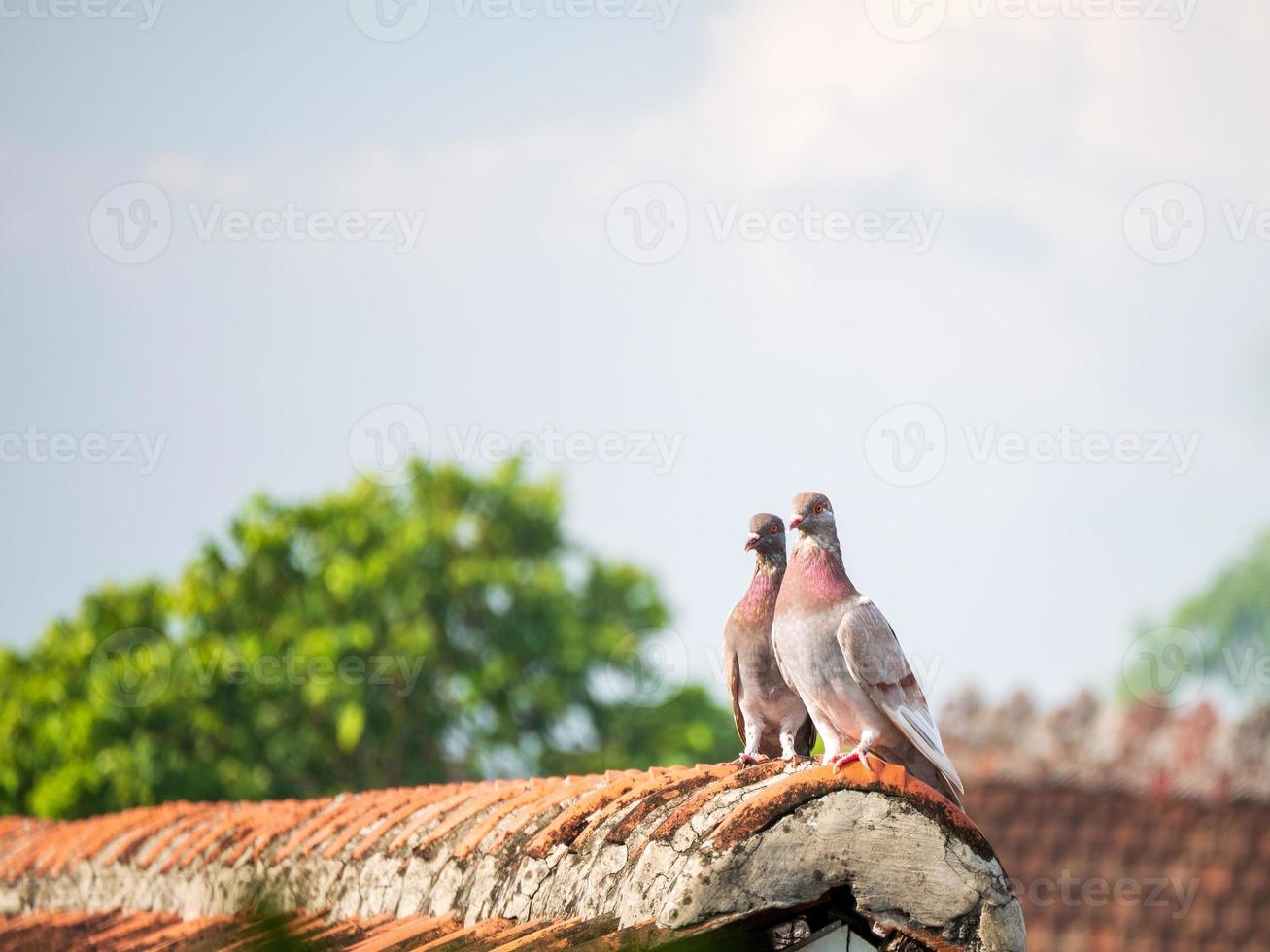 two doves on the roof of the house photo