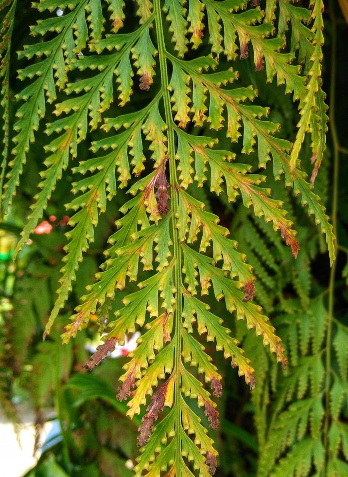 close-up of fern leaves photo