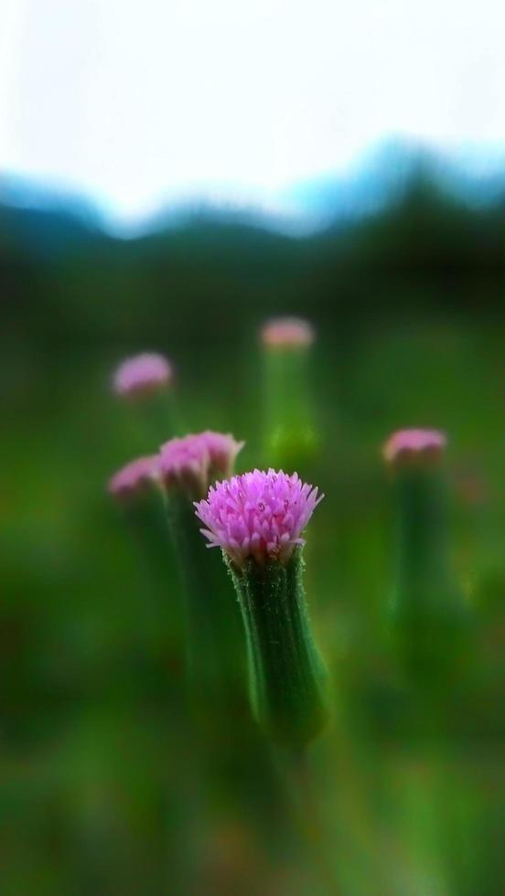 close-up of purple wildflower photo