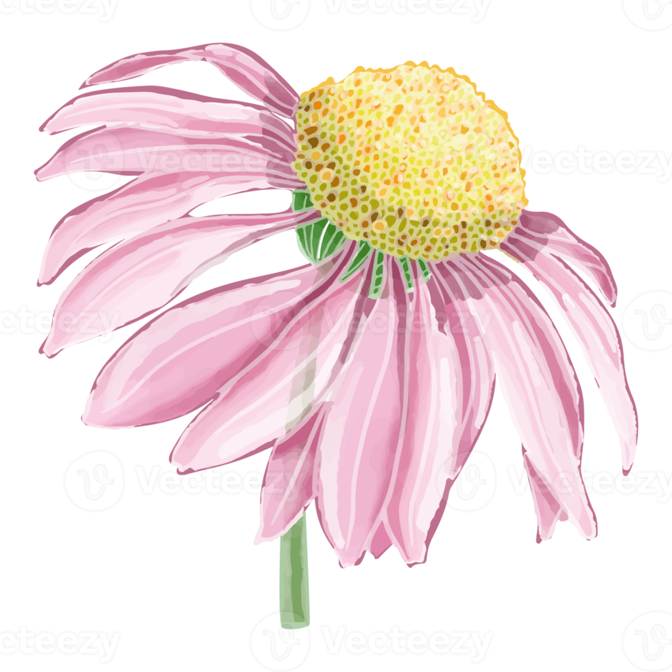 aquarel bloem, roze bloesem clipart png