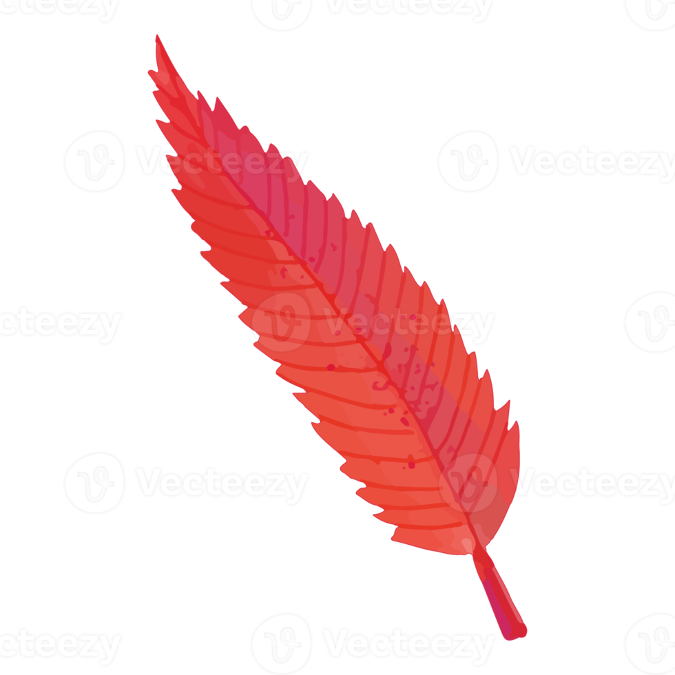 Watercolor Autumn Leaves, Hand painted decoration clipart png