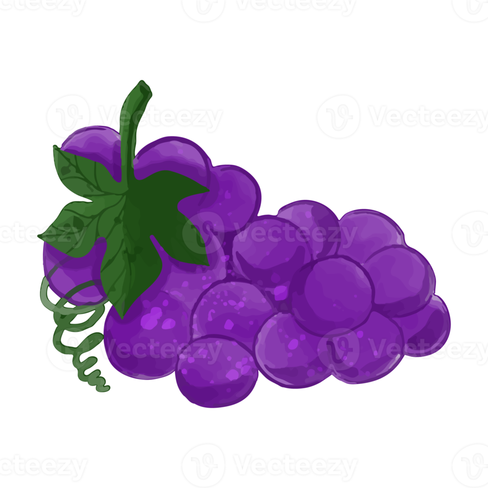 Watercolor Grape, Hand painted decoration clipart png