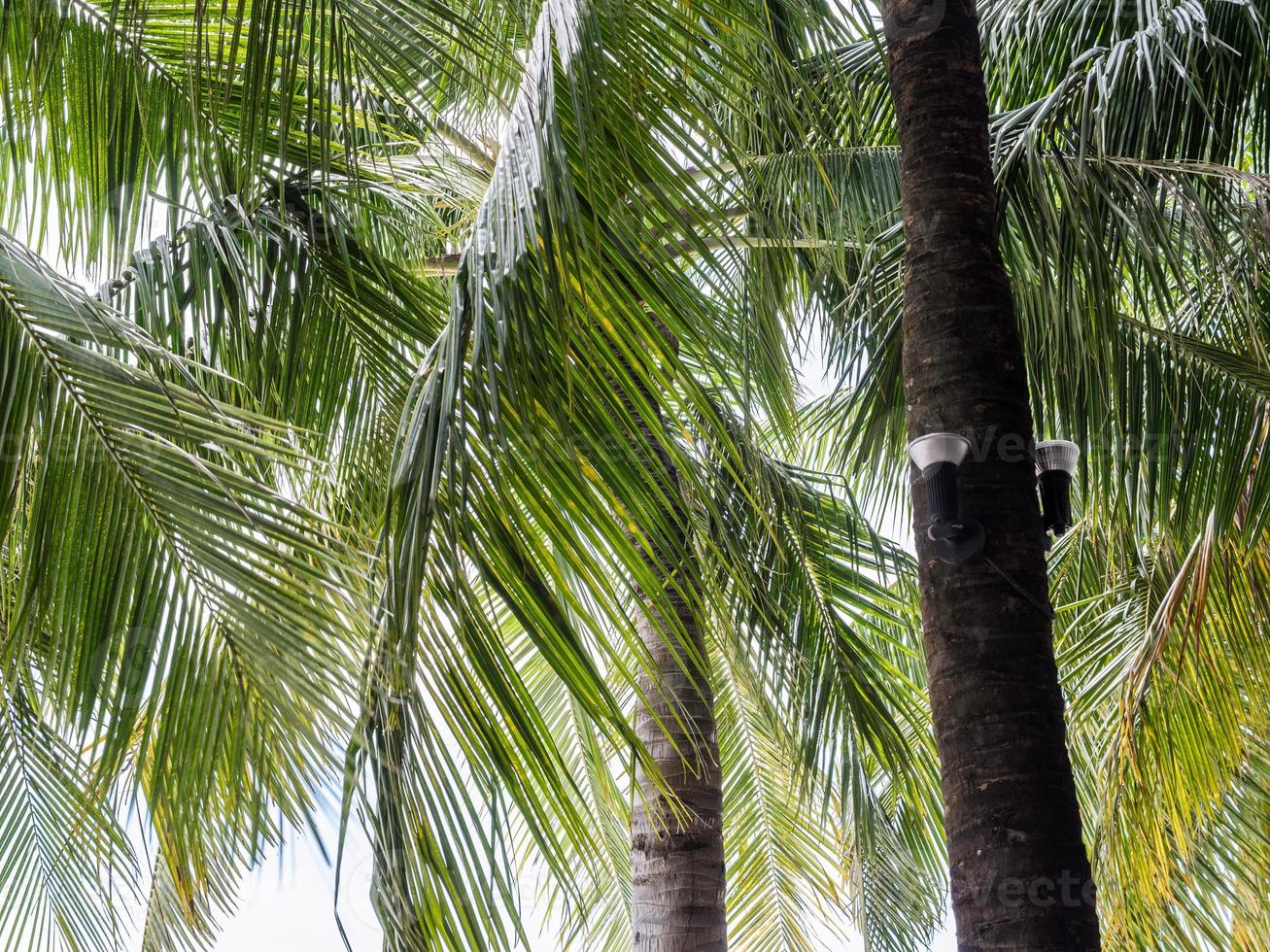 Modern lantern is hanging on the coconut tree. photo