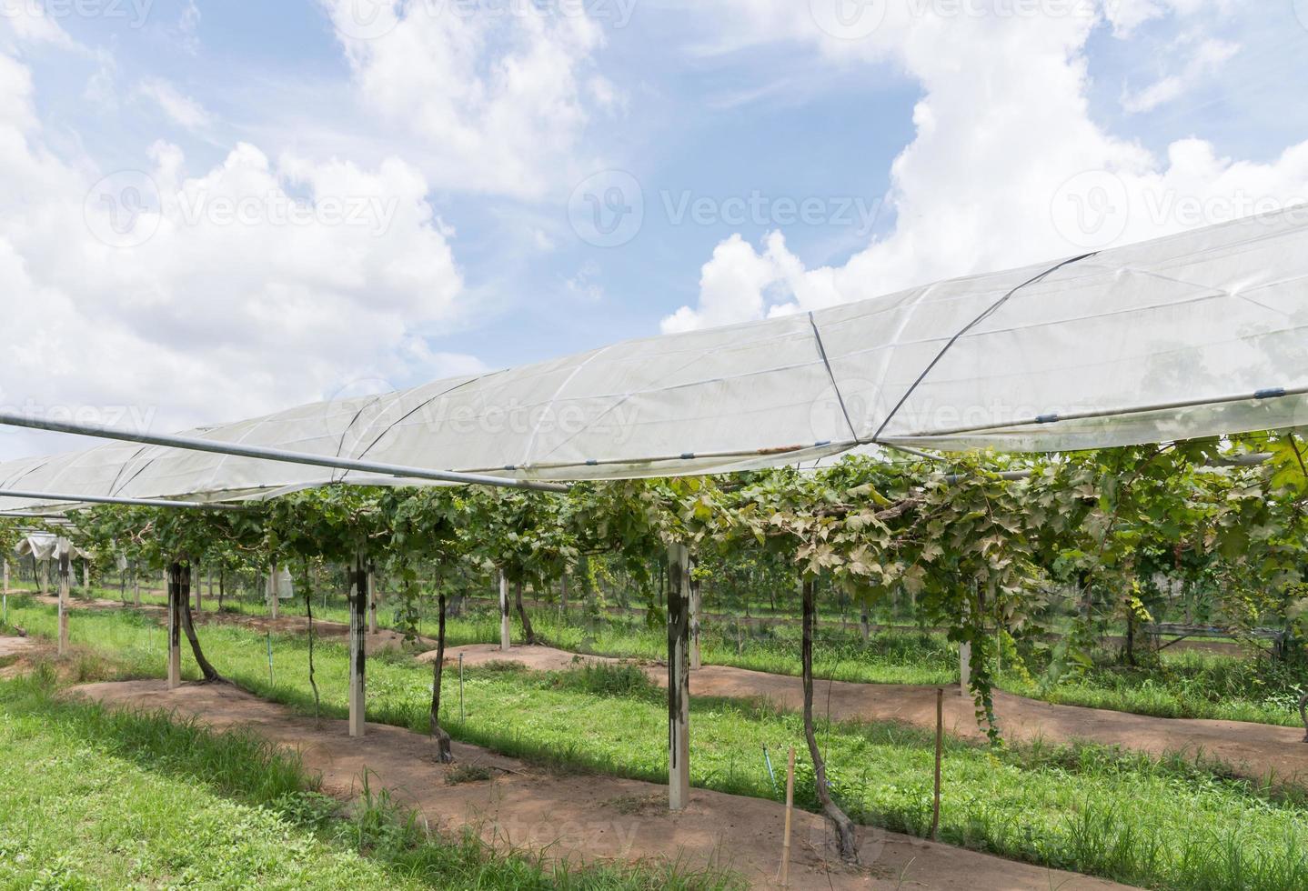Vineyard row with the clear canvas roof. photo